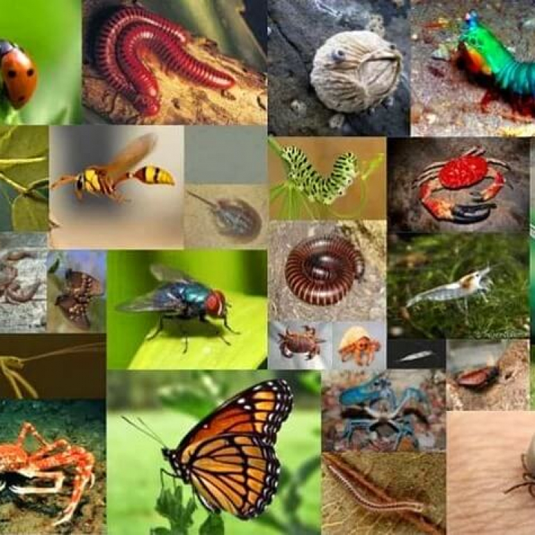 Насекомые и различные животные. Разнообразие насекомых. Насекомые много. Наземные беспозвоночные. Многообразие беспозвоночных.