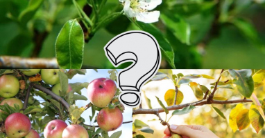 Тест: Если вы любите цветущие весенние растения, то вам точно не составит труда набрать в этом тесте 10/10